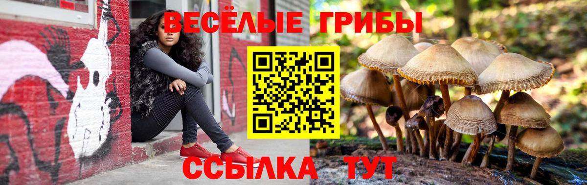 Псилоцибиновые грибы Psilocybe Белгород
